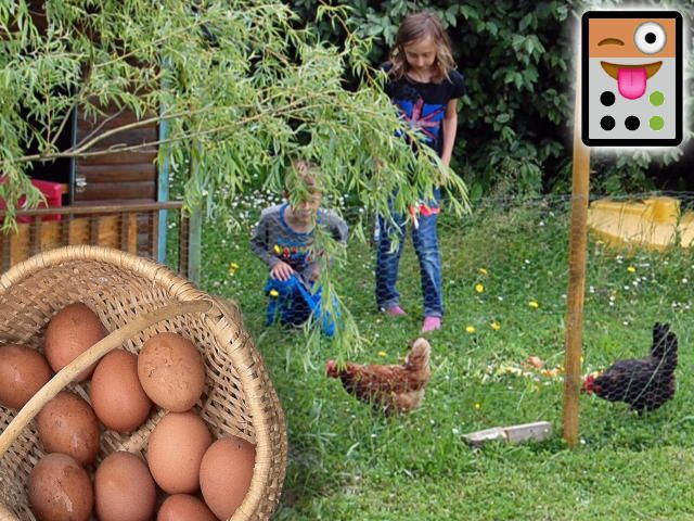 Combien de temps pour rentabiliser mon poulailler ?